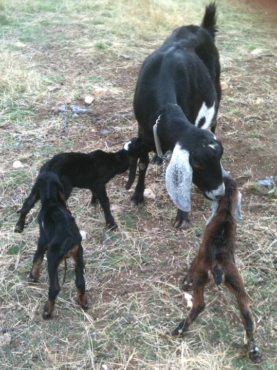 Puzzle's kids, 03/29/11